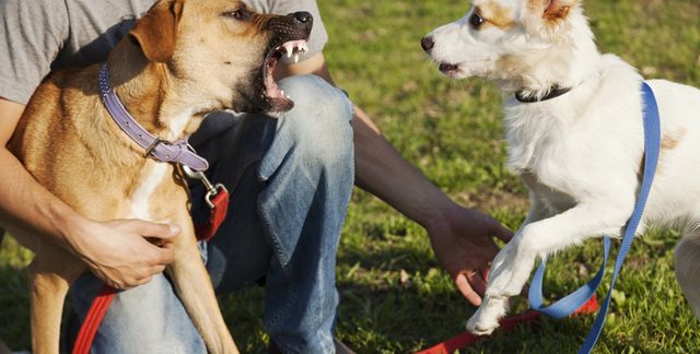 Leash anxiety clearance aggression